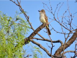 Ash-throated Flycatcher